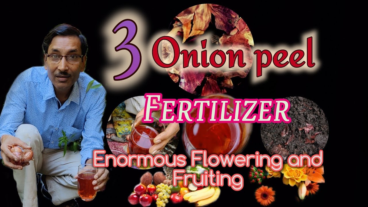 3 Great Fertilizers from Onion Peel. How to Apply them.