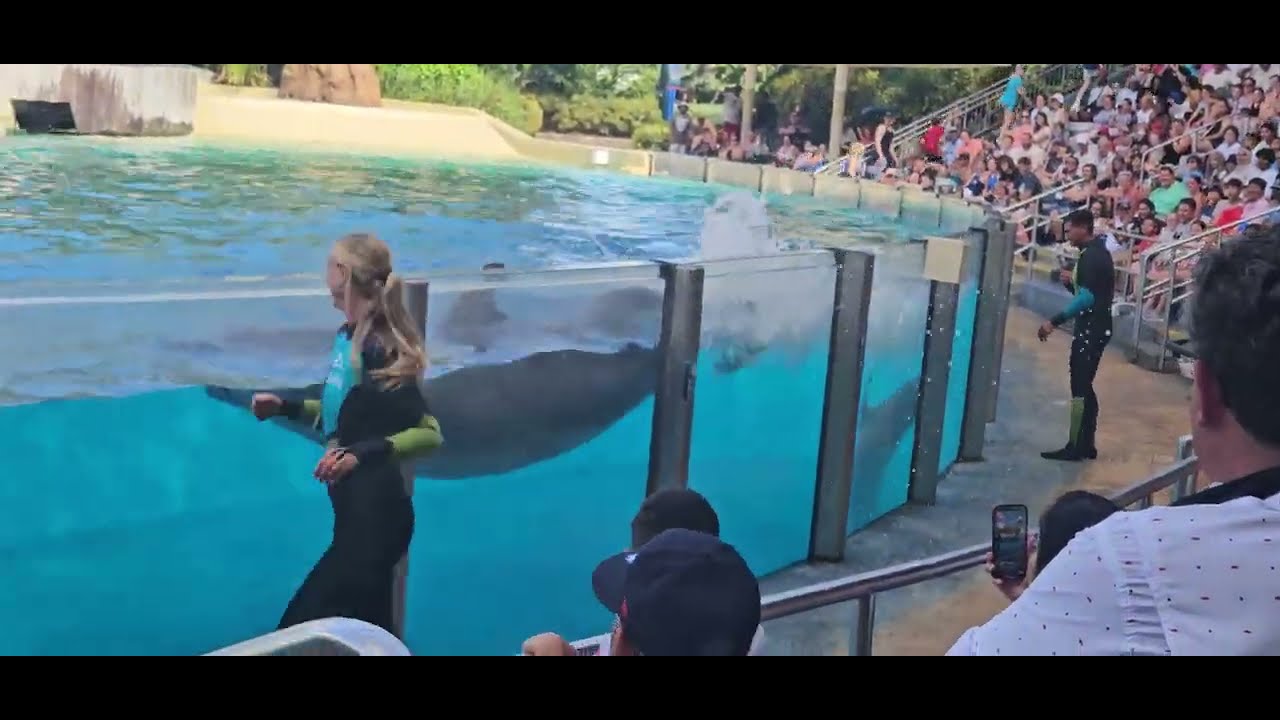 Dolphin Adventure 5 p.m. show @SeaWorld Orlando 7/1/2024