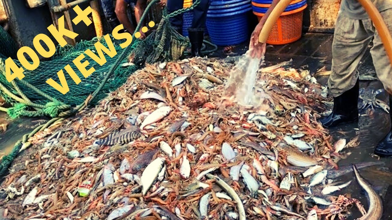 Sea Shrimp Fishing | বঙ্গোপসাগরে মাছ ধরা | Exclusive Fishing