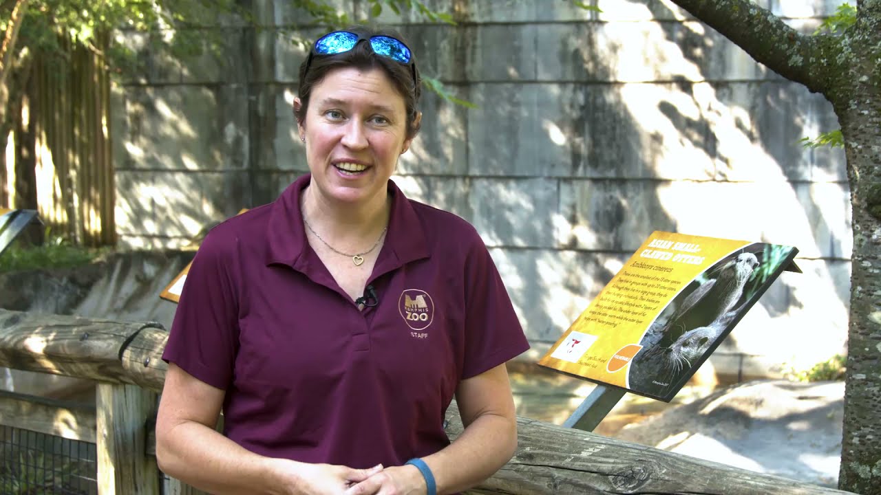 Asian Small Clawed Otter Keeper Chat