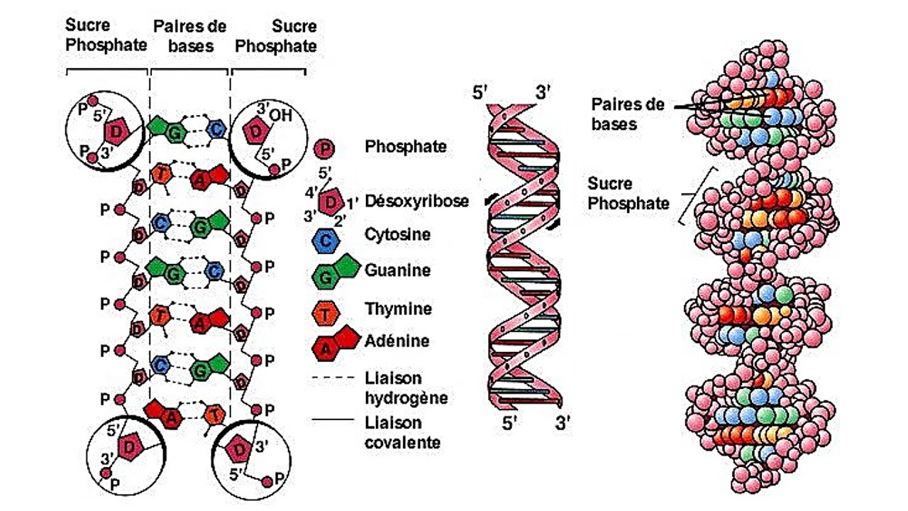 La composition et  la structure de l'ADN