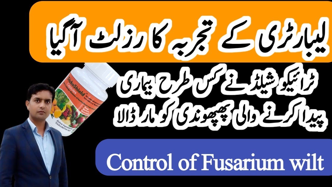 ٹماٹر کے مرجھاؤ اور سوکھے کا کنٹرول | Lab experiment to control Fusarium wilt by TrichoShield