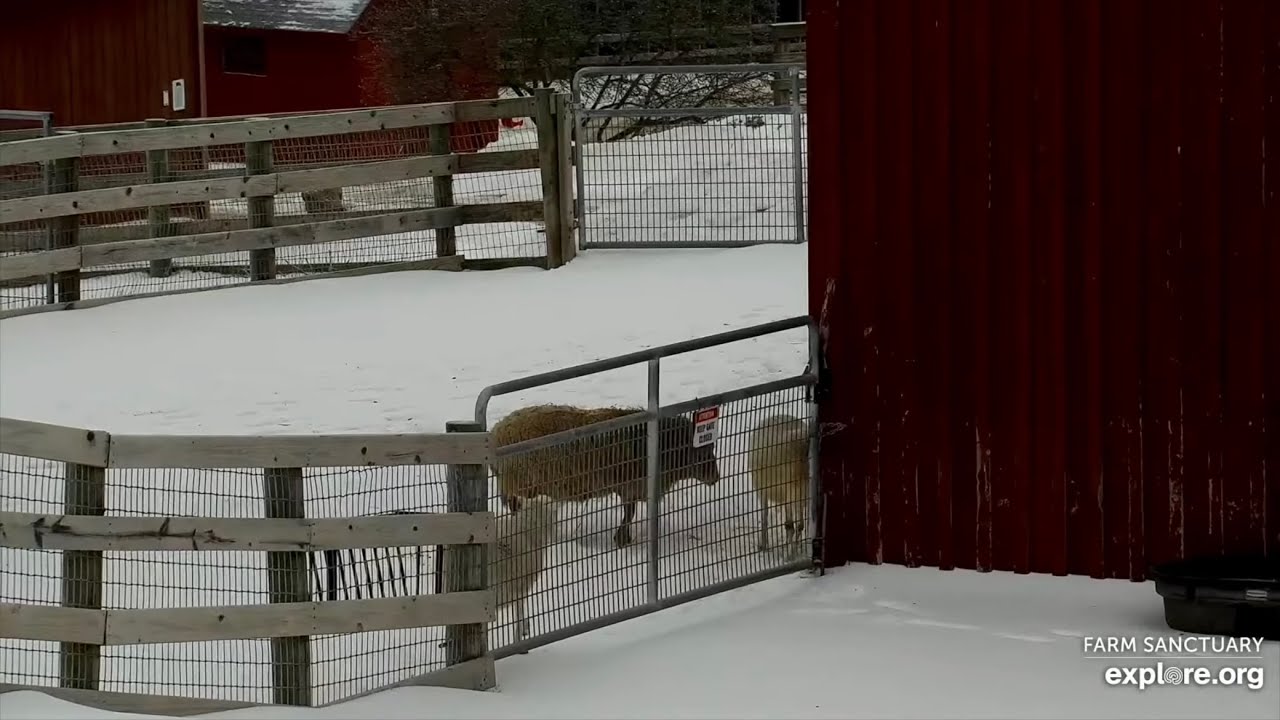 251228 Farm Sanctuary: Zuri, Paris & Lane in sick bay