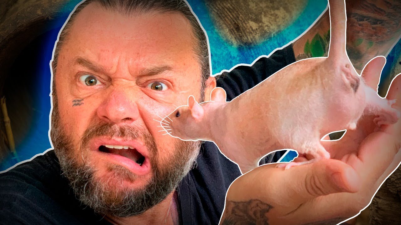 INFESTAÇÃO DE RATOS?! | RICHARD RASMUSSEN