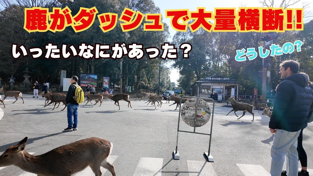 【奈良公園】鹿がダッシュで大量横断!!　外国人観光客も困惑