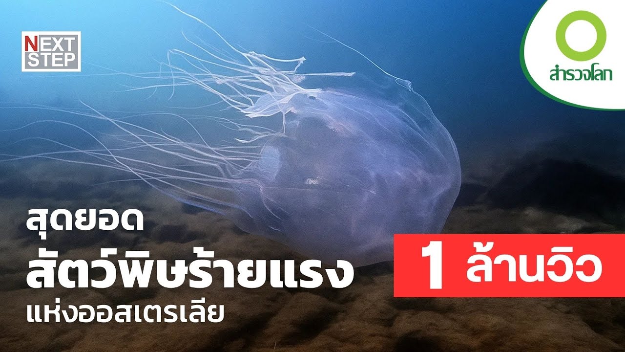 สุดยอดสัตว์พิษร้ายแห่งออสเตรเลีย | สารคดี สำรวจโลก