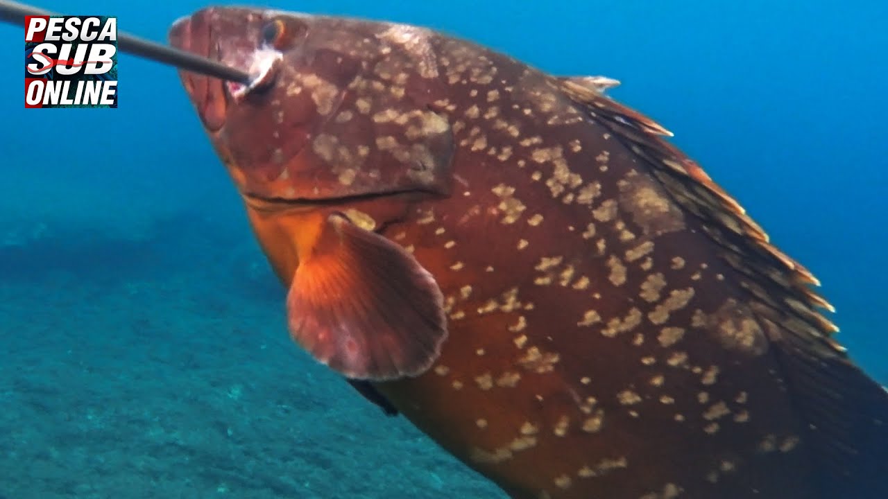 PESCA SUB Cernia in tre metri - Sardegna nel Bassofondo Pesca in tana - Pesca subacquea GENNAIO 2020