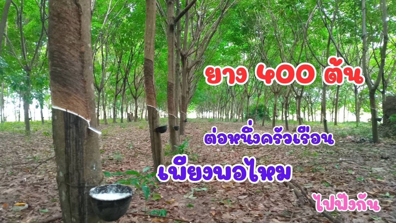 ยาง 400 ต้น ต่อ1ครัวเรือนเพียงพอไหม ไปฟังกันคับ#ยางพาราพารวย#ชาวสวนยาง