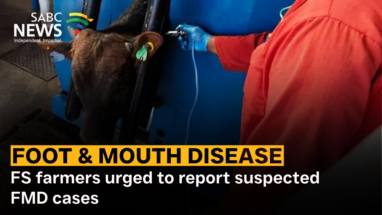FS farmers urged to report suspected FMD cases
