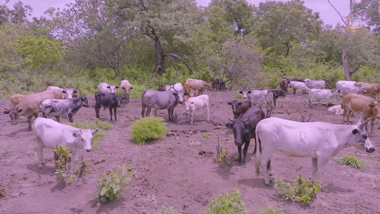 Resolving Transhumance Conflicts in Guinea-Bissau
