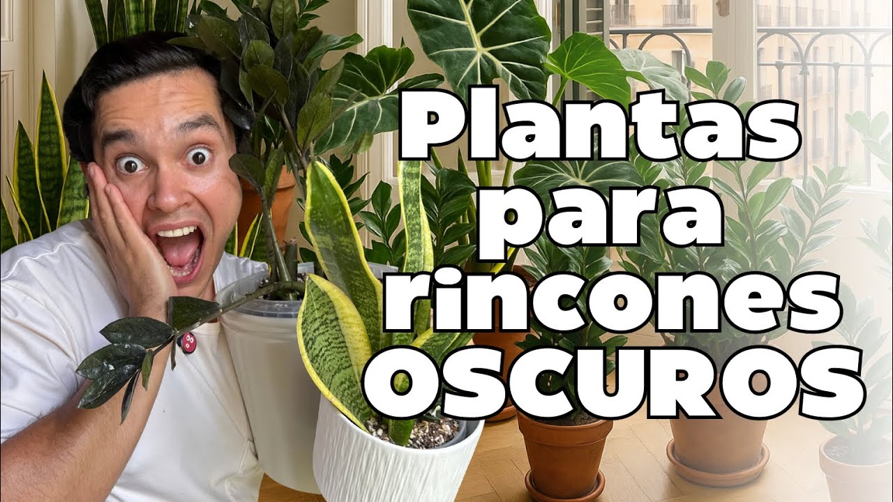 Plantas para zonas con poca luz | La GRAN mentira sobre las plantas de interior 