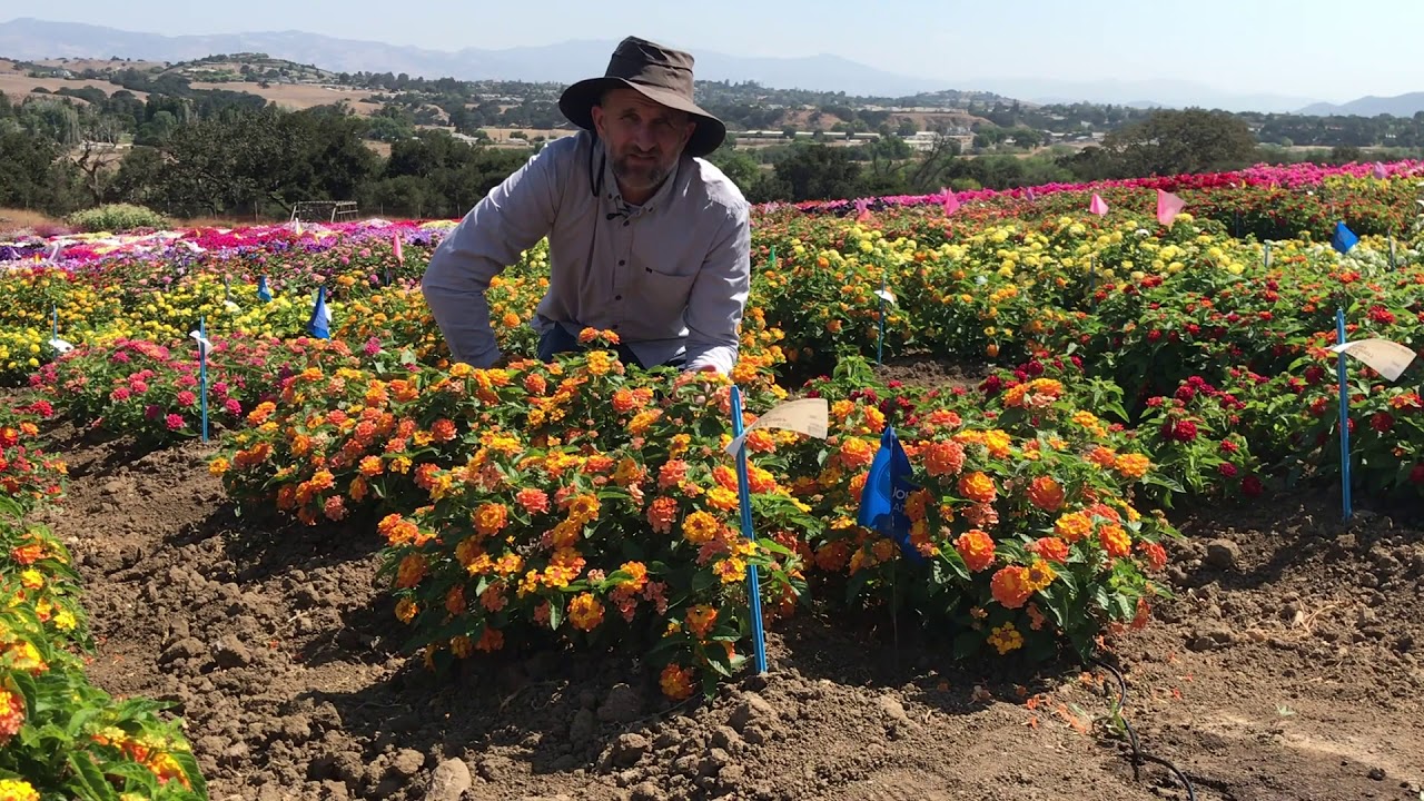 Trial Peeks Little Lucky Lantana