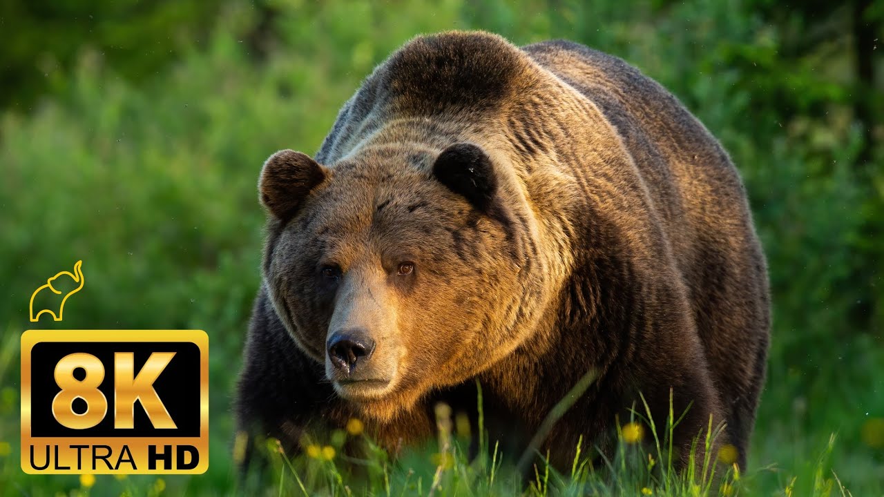 Animals of NORTH AMERICA 8K - Curiosities - Wild life movie with real sounds and relaxing music
