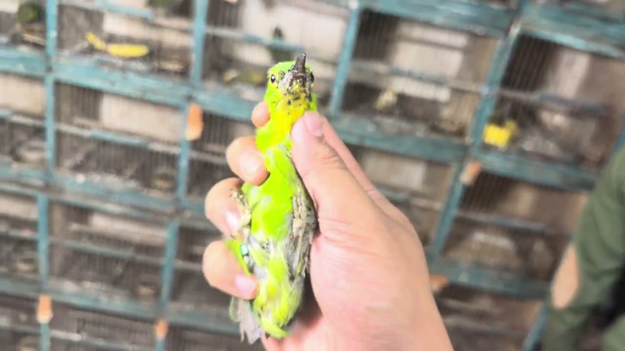 STOK BURUNG SIMPANAN SEBELUM LEBARAN BOSKU!! 