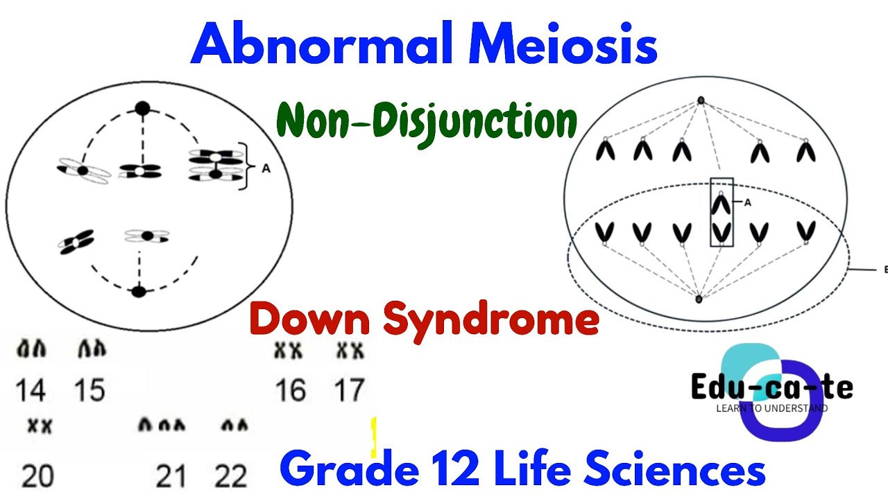 Abnormal Meiosis - Grade 12 Life Sciences