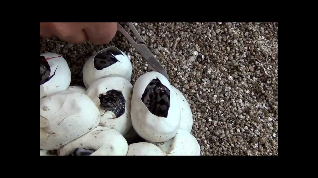K Brothers Pythons episode three -  egg cutting special