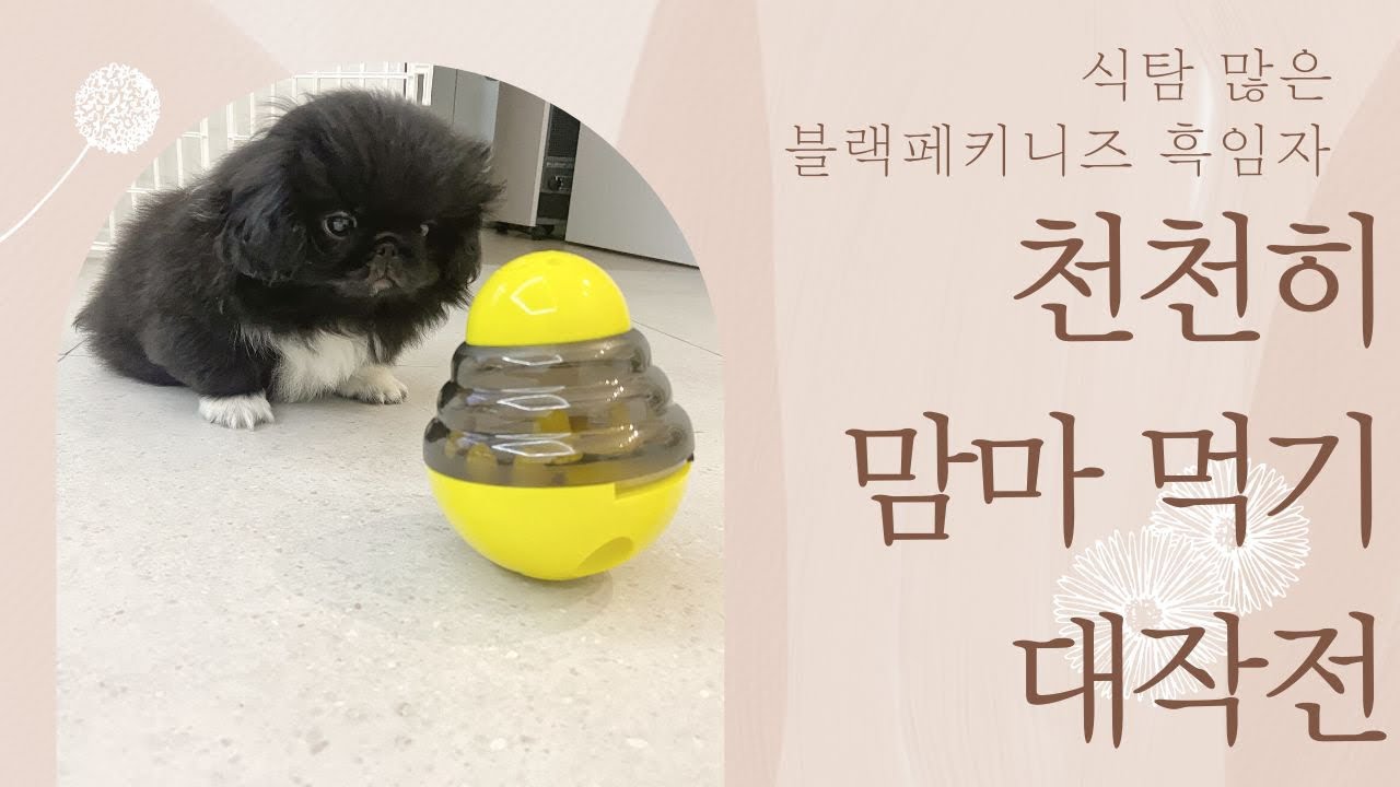 사료 후루룩 마시는 강아지 밥먹이기 | 강아지 브이로그 |