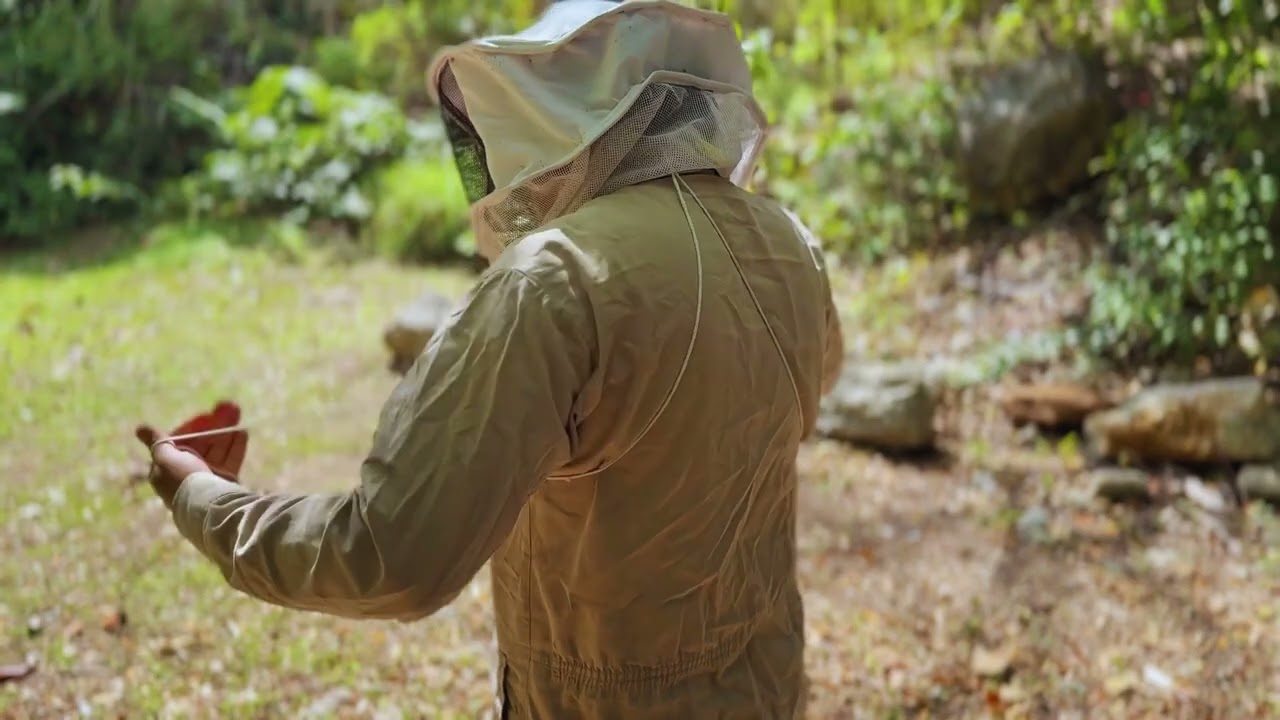 Yucatán, tierra de abejas