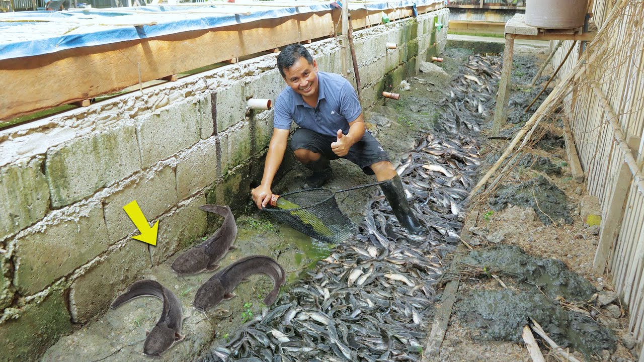 Amazing Native Catfish Harvest - Harvesting more than 150 Kg of Catfish│Catfish Farming business