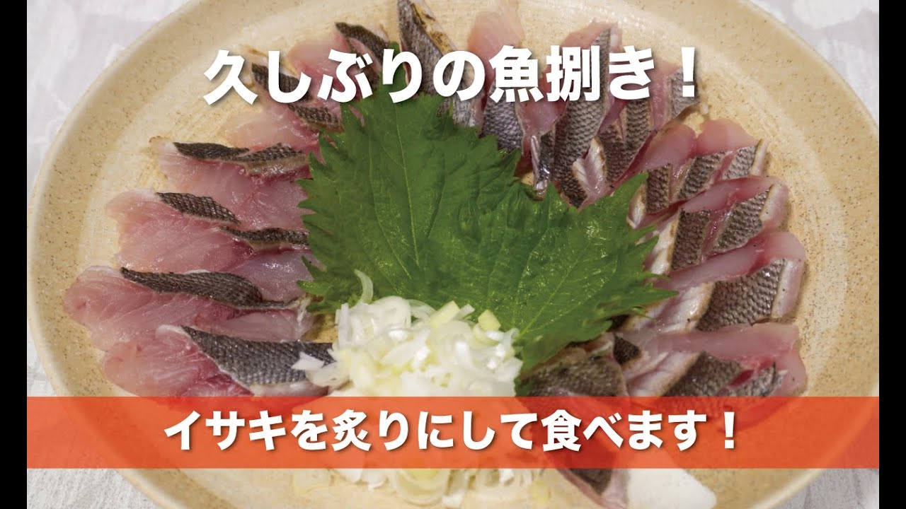久しぶりの魚捌き！イサキを炙りにして食べます！