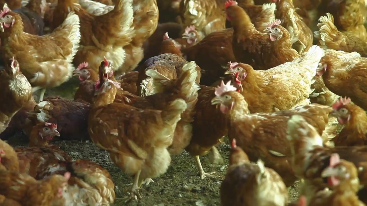 Devenir &eacute;leveur ? Pourquoi pas moi - Ep.2 Poules pondeuses