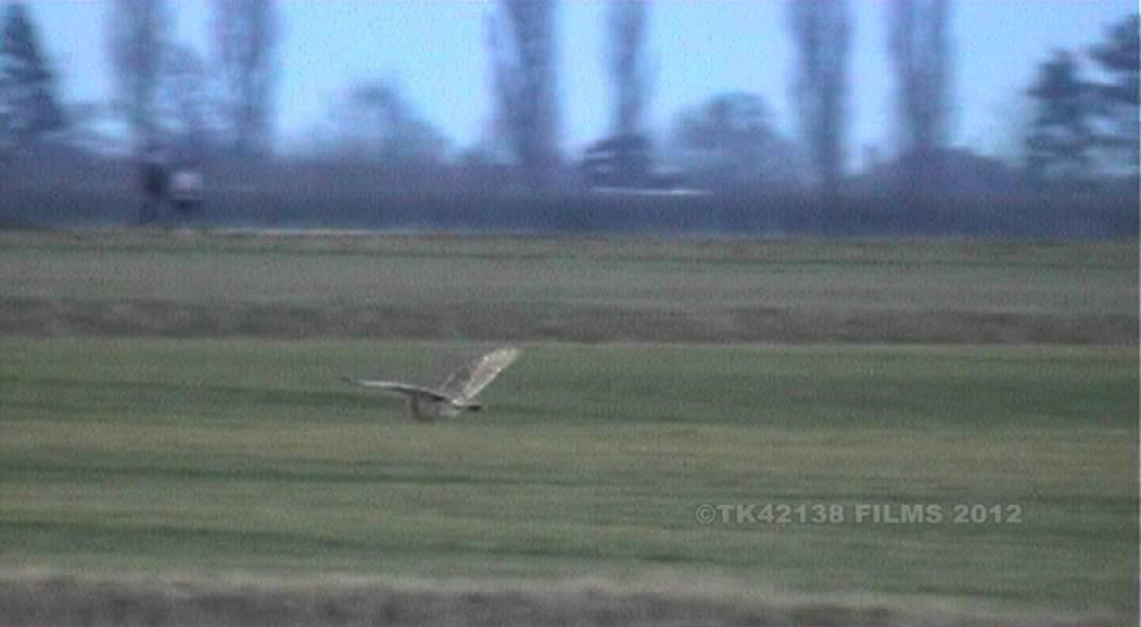Barn Owl hunting for prey near Fen Drayton RSPB Reserve