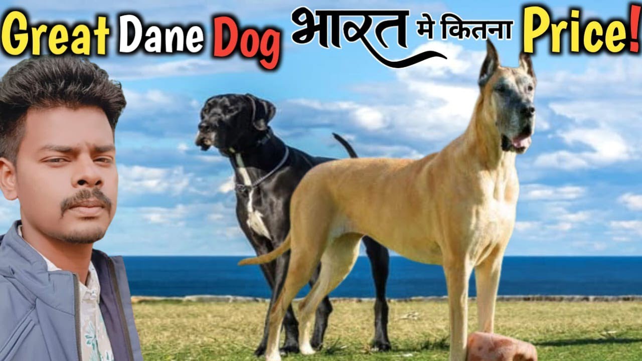 ग्रेट डेन डॉग का इंडिया में कितना price है? How much does a Great Dane dog cost per month #doglover