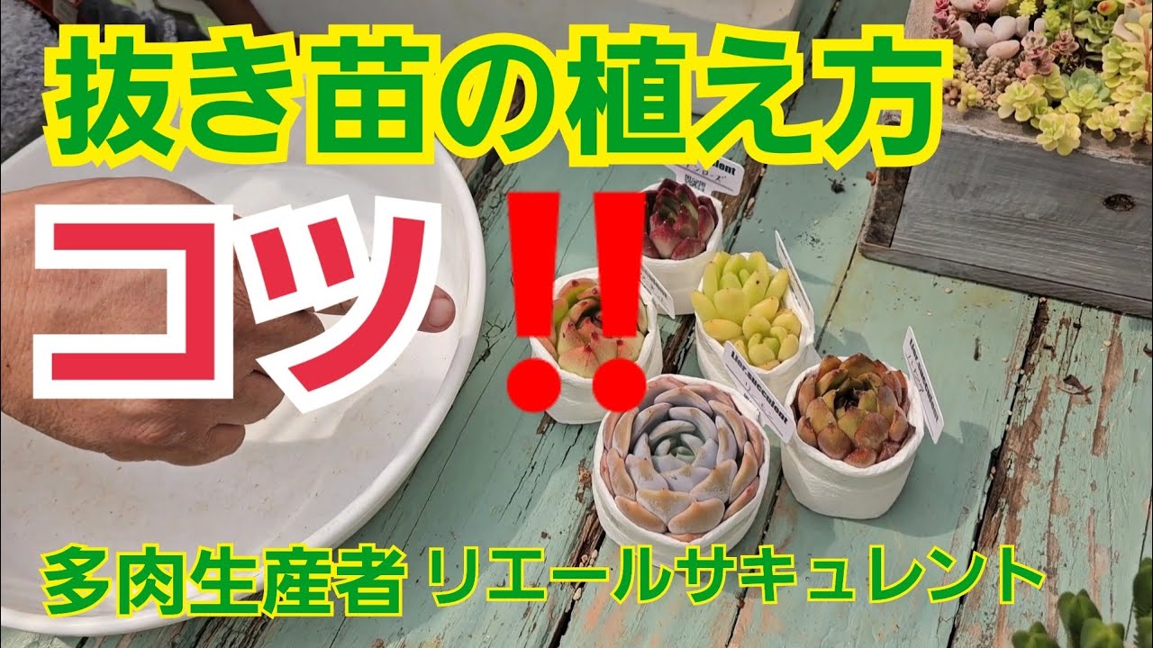 【多肉植物】【ガーデニング】抜き苗の植え方のコツ‼️2024年8月13日