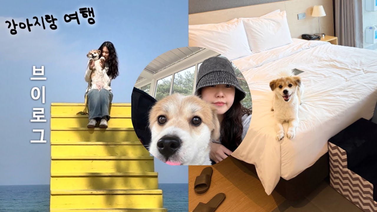 VLOG | 톨리랑 단둘이 강릉여행🐶👩🏻‍🦱, 강아지랑 여행 브이로그