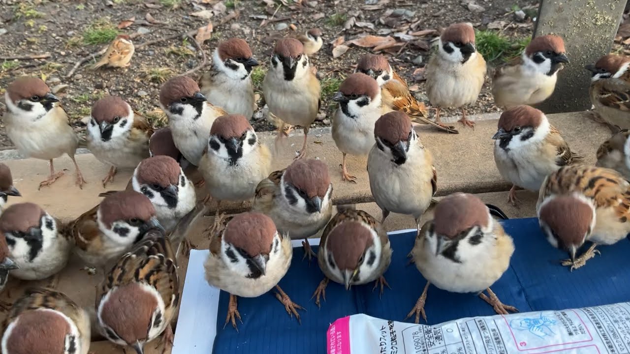 全員総立ち。手乗りスズメの数がとうとう飽和状態に？【手乗りスズメがいっぱい！62】Hand tame sparrow（再アップ）