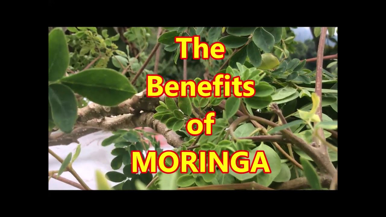 BENEFITS OF MORINGA OLEIFERA- MORINGA THE MIRACLE TREE - COUNTRY LIVING