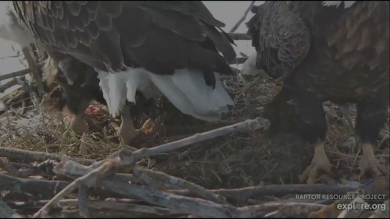 Decorah Eagles 2-26-26, 9 29 am HD brings nesting, HM2 wants to do it herself