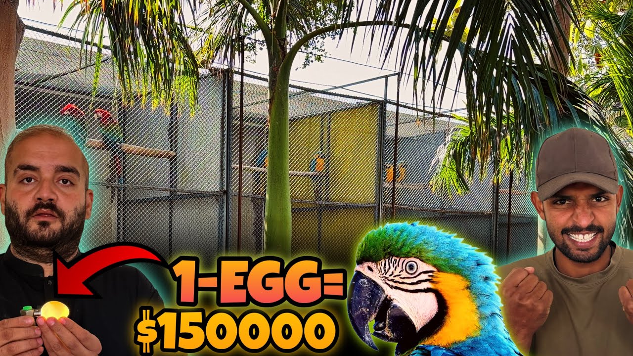 Blue & Gold Macaw Egg Price in Pakistan | ایک انڈے کی قیمت ڈیڑھ لاکھ روپے 😱