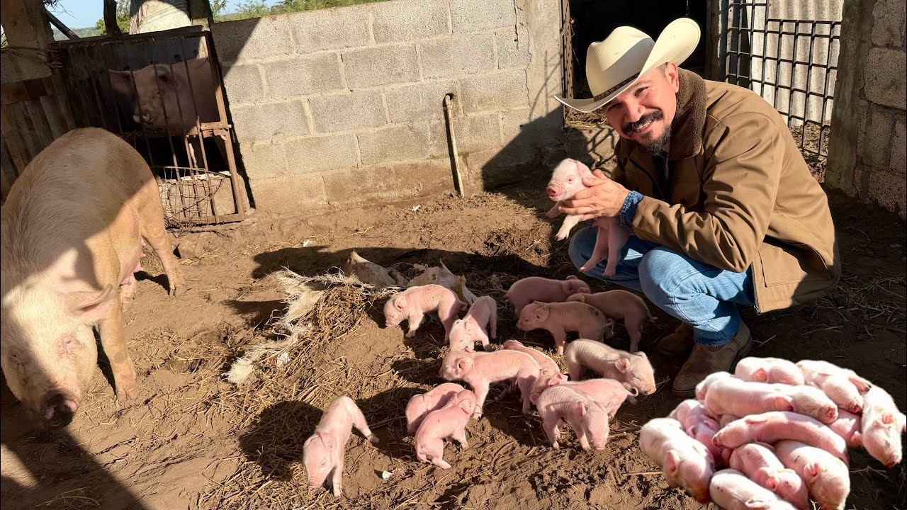 MI PUERCA PARIÓ / REGALO DE CUMPLEAÑOS 🐷🐷🐷🐷 #trending #viral #porcicultura #puerco #rancho 