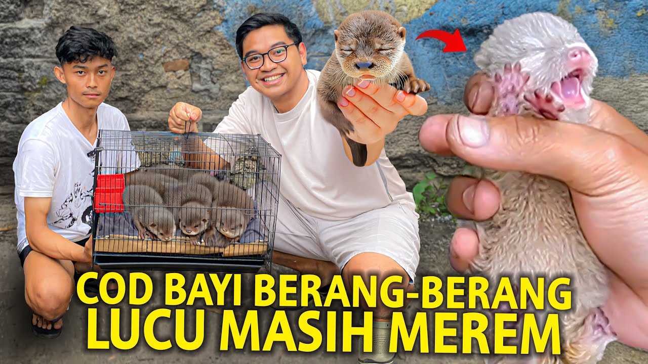 COD BAYI OTTER BERANG-BERANG LUCU MASIH MEREM! AKHIRNYA SETELAH SEKIAN LAMA PELIHARA OTTER LAGI!