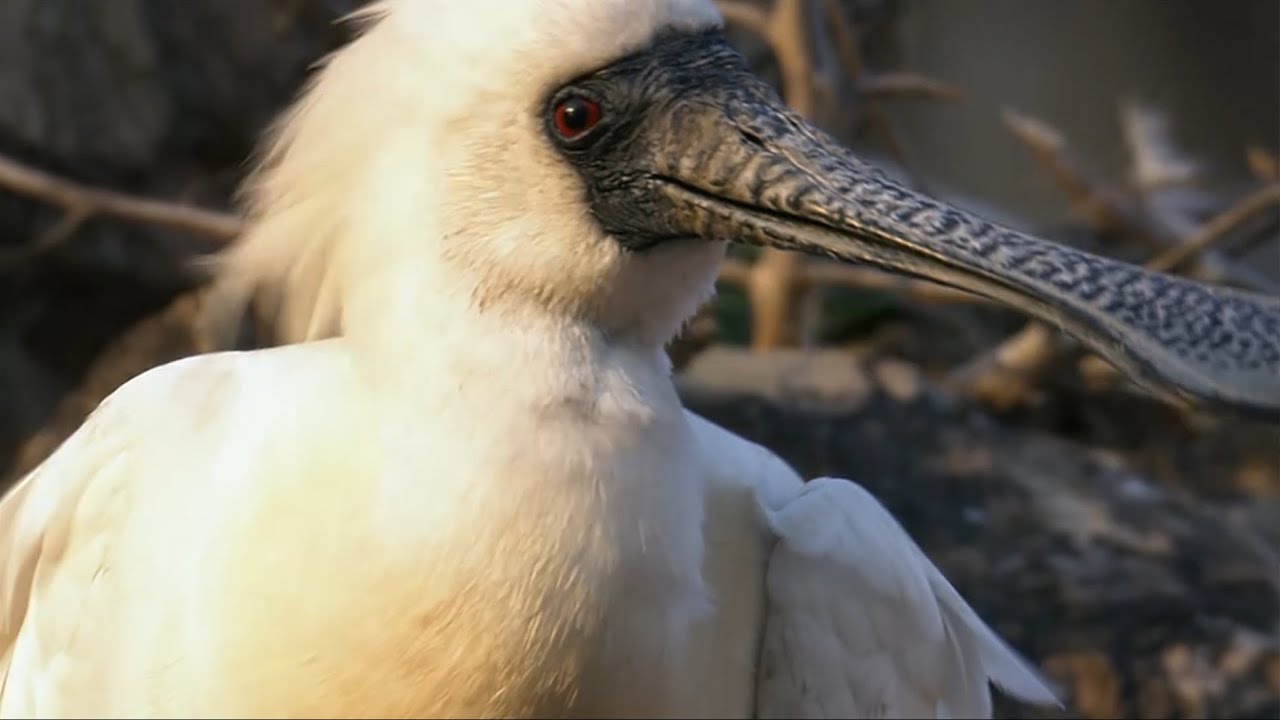 Parenting diary of a black-faced spoonbill family| CCTV English