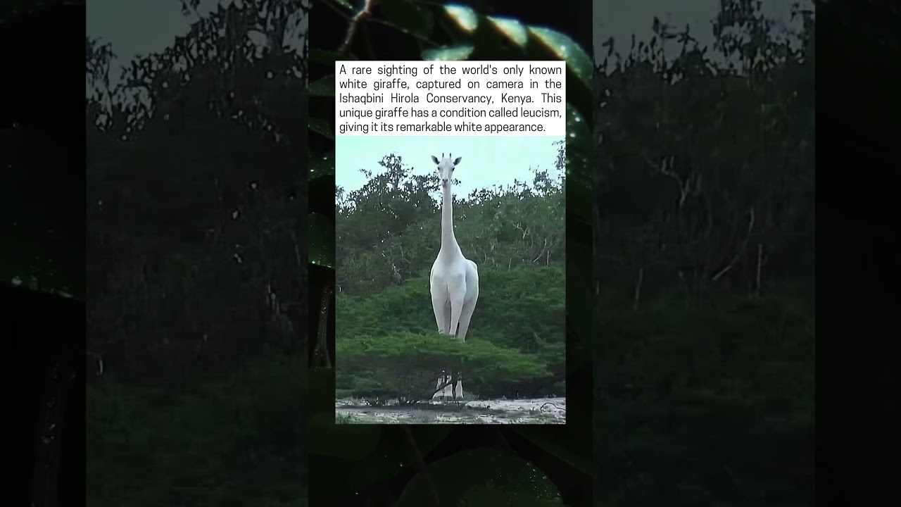 The World's Only Known White Giraffe