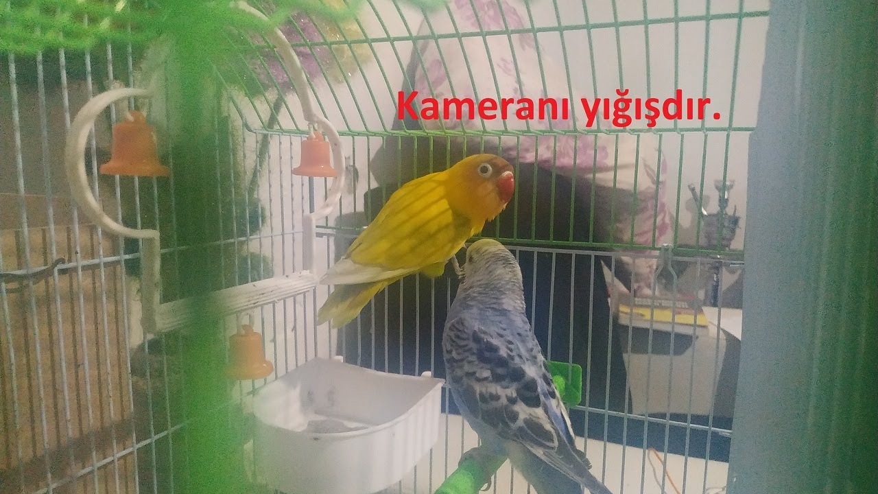 FİŞER PAPUQAYI MUHABBET QUŞUNUN YANINA BURAXDIM. QIRĞIN DÜŞDÜ.