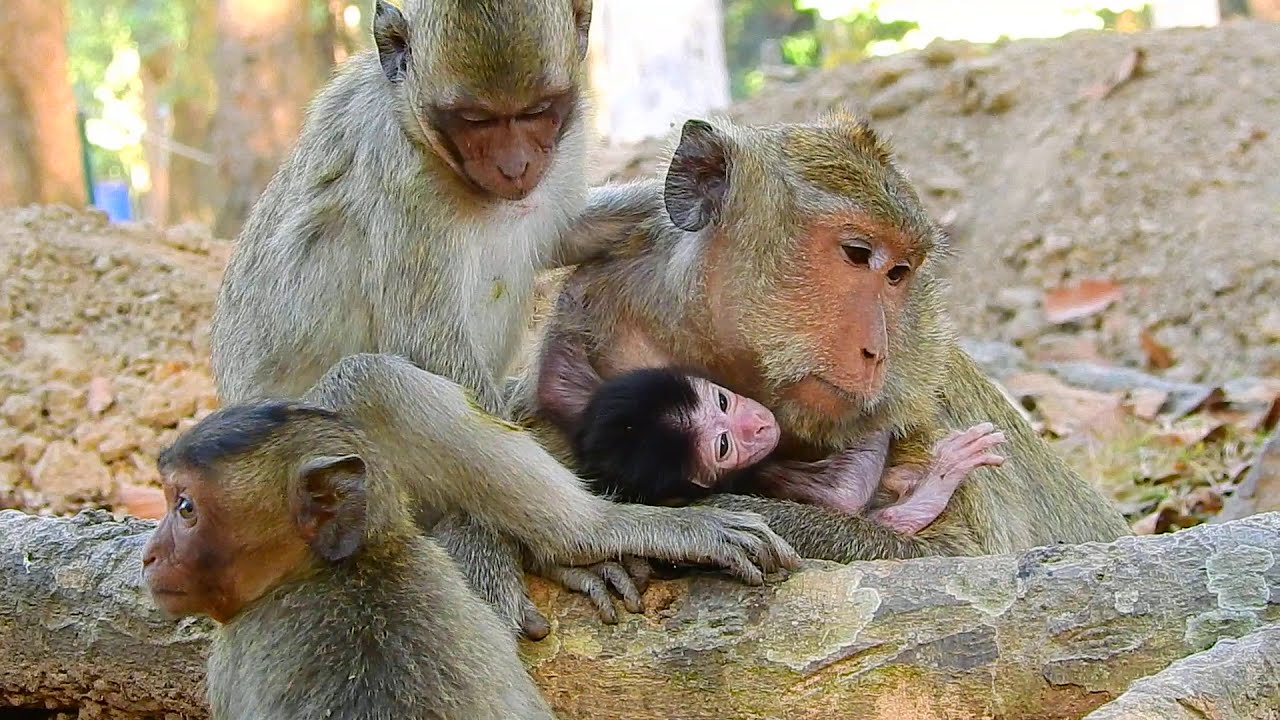 Baby monkey Mira