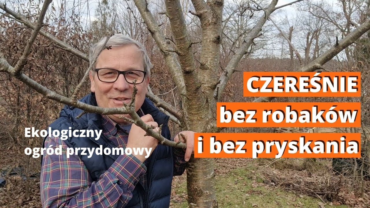 Czereśnie bez robaków. Sprawdź 3 odmiany, które nie mają robaczywych owoców. Ogród ekologiczny.