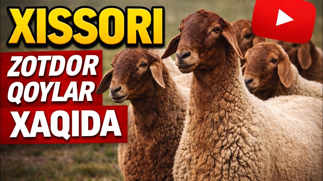 BUGOZ QOZI SOVLUQLAR VA QOCHQORLAR ARZON KELDI MARGILONGA 
