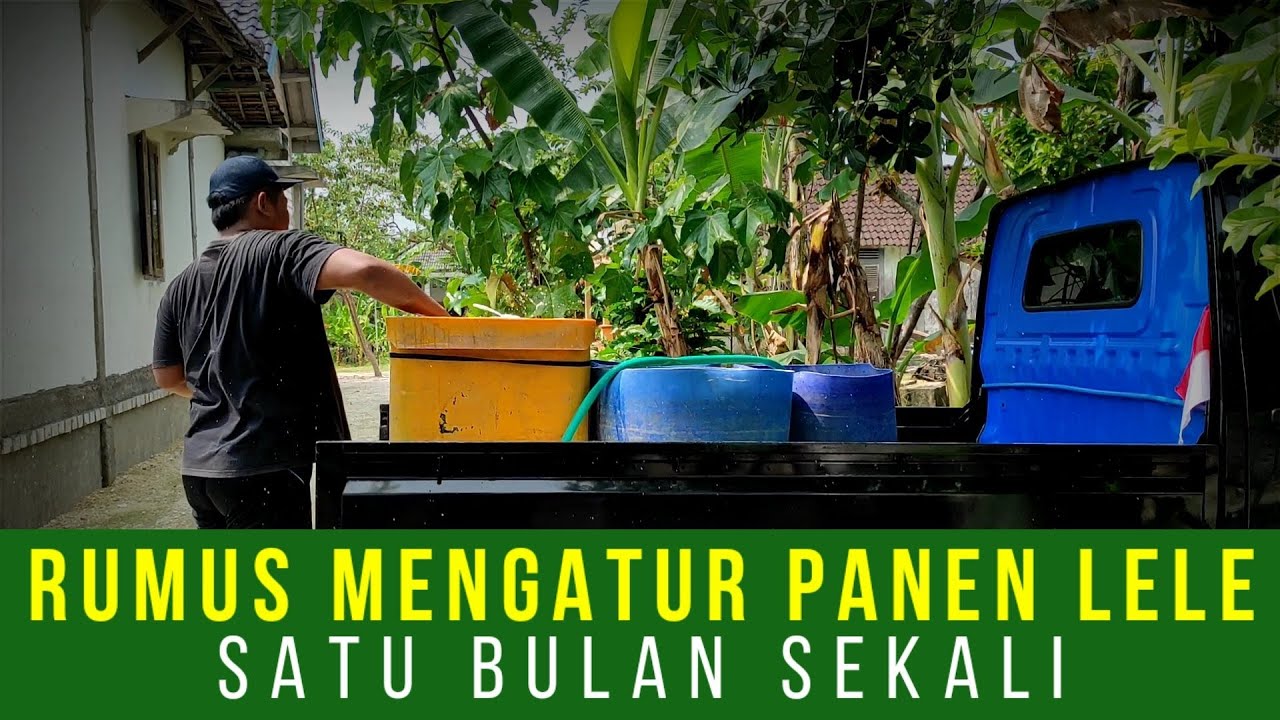CARA MENGATUR PANEN IKAN LELE 1 BULAN SEKALI