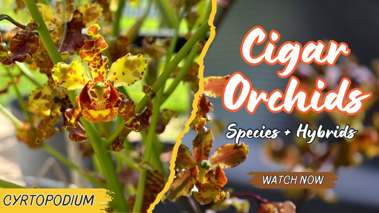 All About Cigar Orchids (Species and Hybrids)