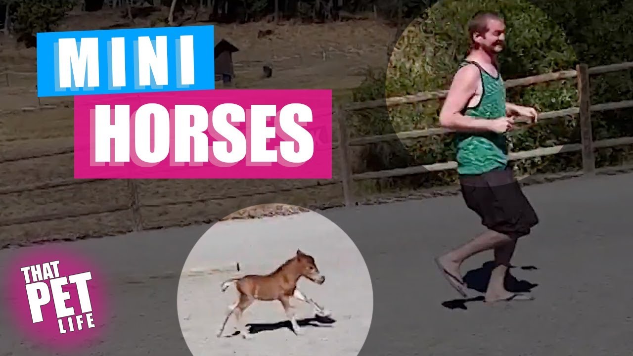 MINI Horses 😍🐴🙈 | Funny Farm Animal Compilation