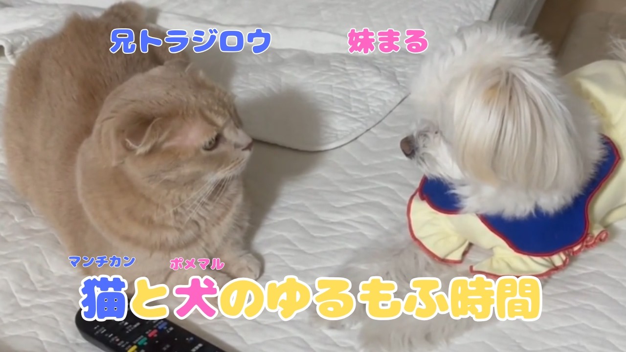 【おやじ猫とわんこ】短足マンチカンの兄にちょっかいを出しまくるポメマルの妹が可愛すぎる💖#cat #マンチカン#短足マンチカン＃猫と犬#ポメマル#マルポメ#猫#犬#ねこ#catanddog#癒やし