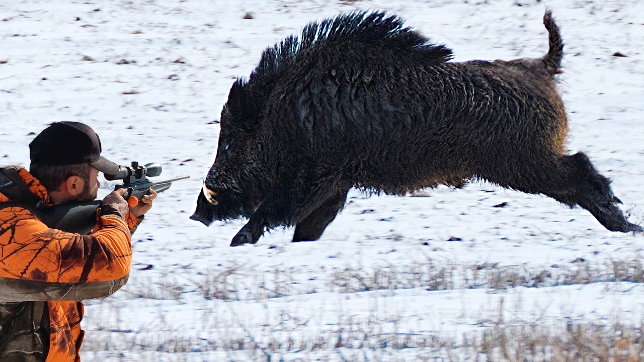 Desperate Farmers Trap Huge Wild Boar Destroying Everything