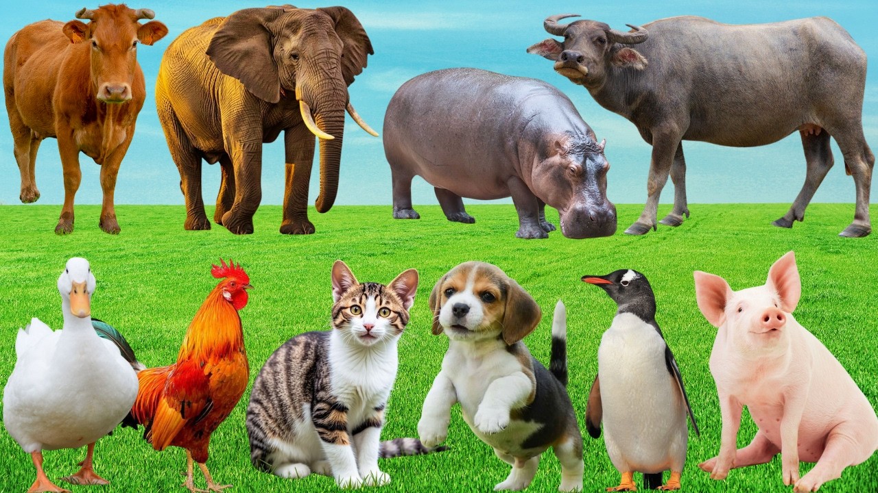 🎶 Sân Khấu Đáng Yêu Trên Đồng Quê – Bò, Mèo, Chó & Gà Cùng Dệt Nên Giai Điệu Yên Bình | Animals🐮🐱🐶🐓