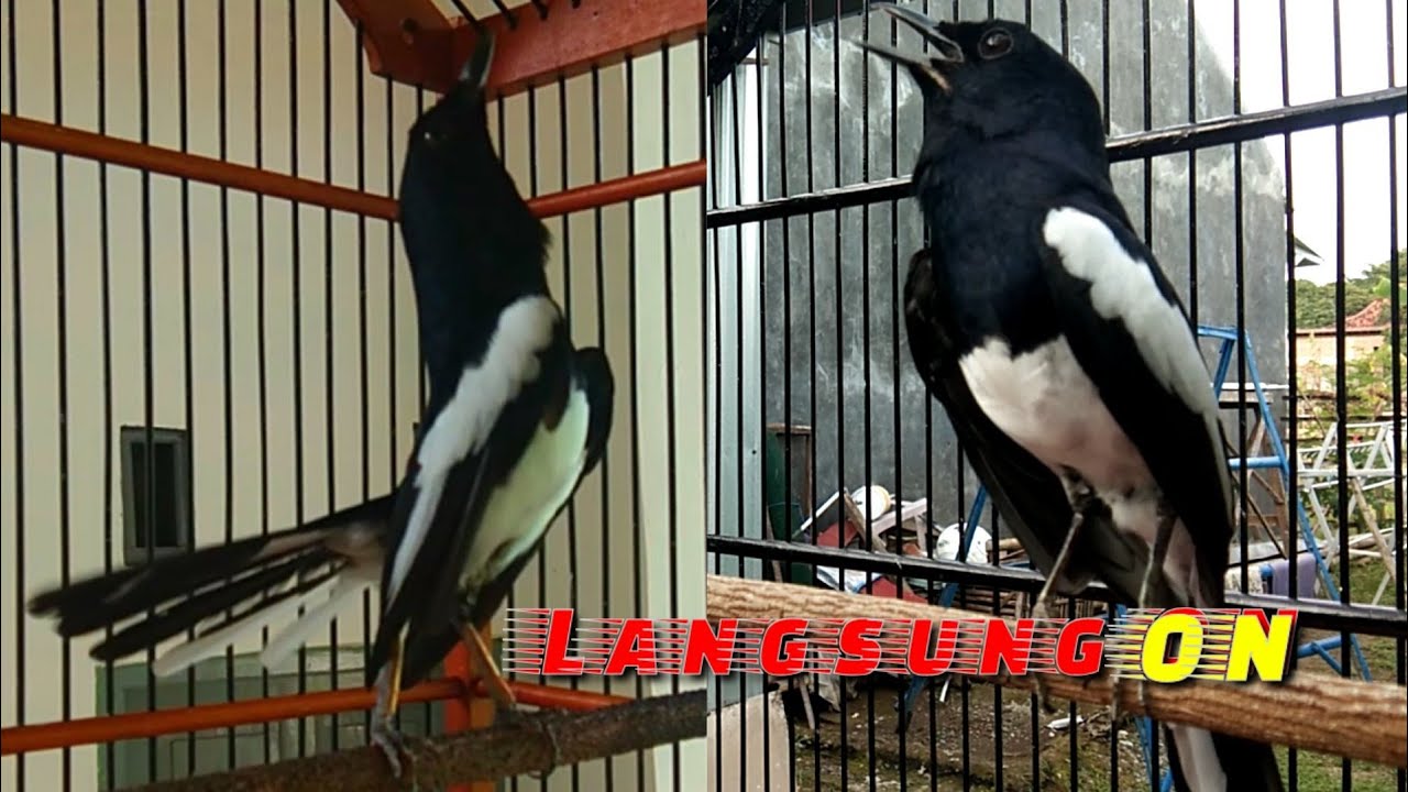 dalam 2 DETIK LANGSUNG TARUNG Kacer gacor tarung penuh emosi ngotot tanpa jeda #Kacer