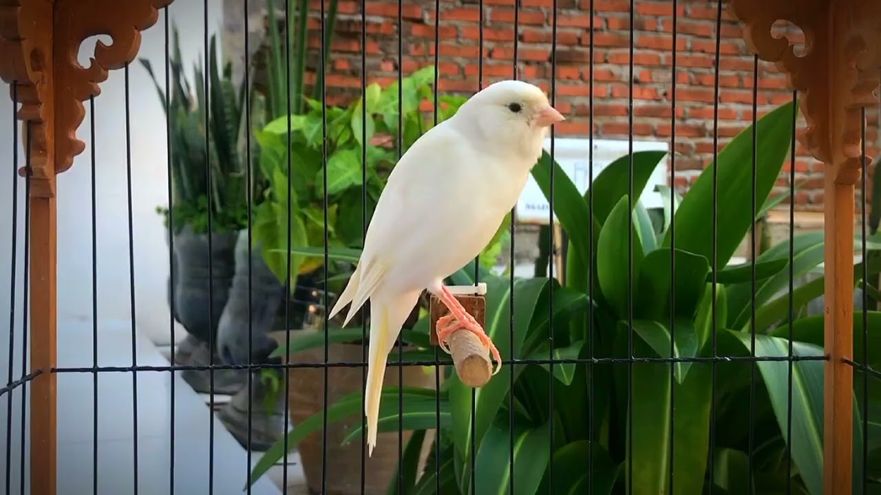 Impossible If Your Canary Does Not Immediately Sing‼️ Belgian Canary Training