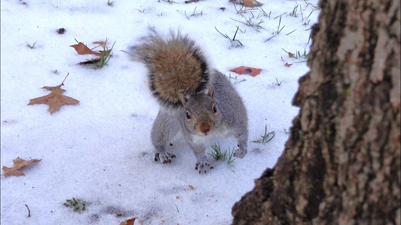 I visited the squirrels at their trees (finding where the squirrels live)